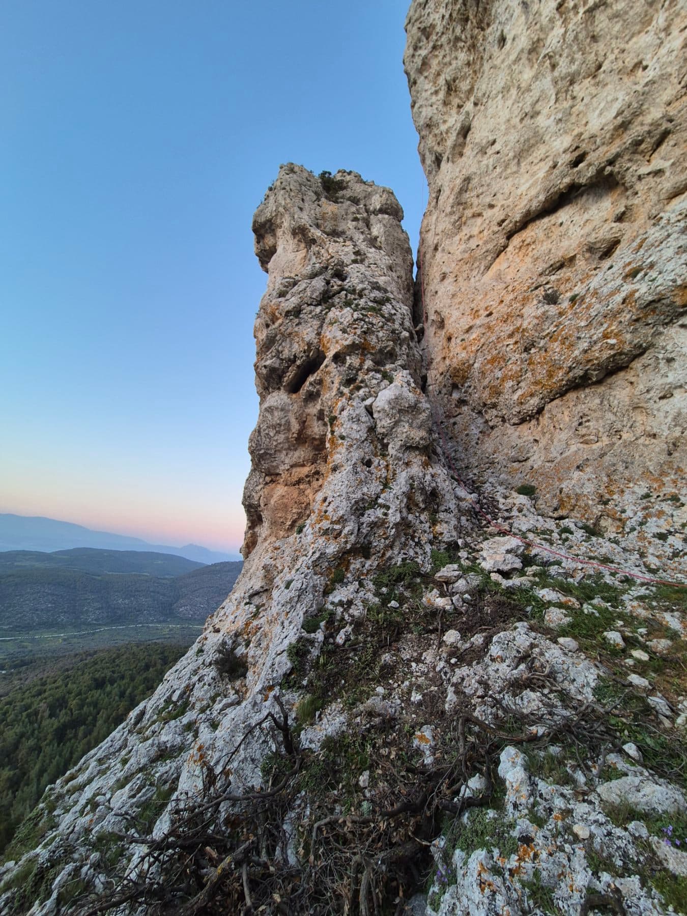 δέντρο γιόκ